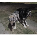 Wolfdog Cachorros De Perro Lobo