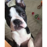 Cachorro Boston Terrier Puppy Boston Perrito Pupy Dog Boston