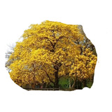 Arbolito De Guayacán Amarillo Primavera 