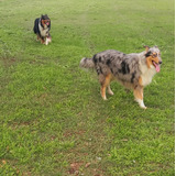 Cachorros Collie Rough Pelo Largo Blue Merle The Way Is Love