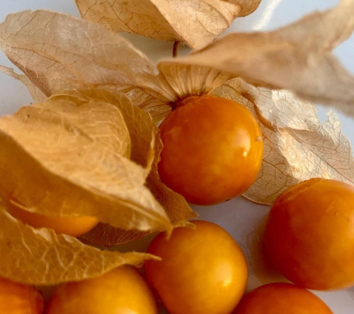 Semillas Golden Berry (physalis)