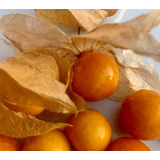 Semillas Golden Berry (physalis)