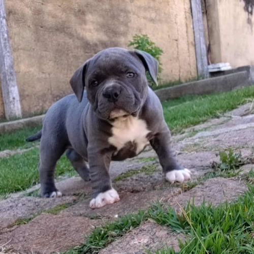 Filhotes De American Bully Pockets