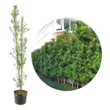 200 Mudas De Podocarpo Podocarpus Ideal Para Cerca Viva