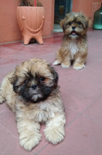 Shitzu  Shihtzu Cachorras  Unas Muñequitas