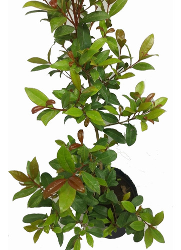 Eugenia  Cerco Perimetral 10 Plantas