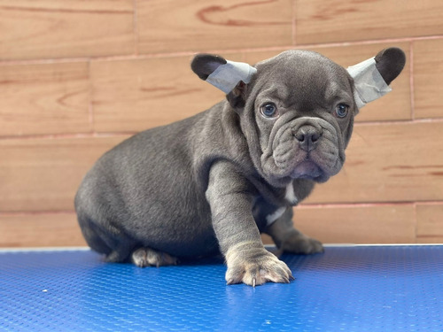 Cachorros Bulldog Francés Exotic Perros Arauca Santander