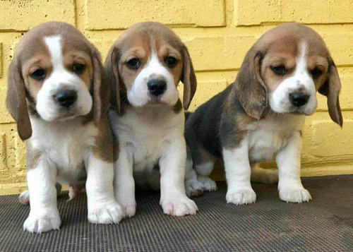 Cachorros Beagle 