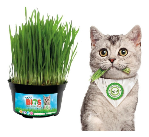 Pasto Gatuno Green Cat - Kit Para Siembra