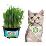 Pasto Gatuno Green Cat - Kit Para Siembra