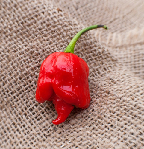 Semillas Aji Trinidad Scorpion Butch T