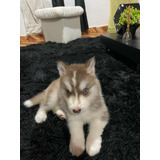 Perro Husky Siberiano