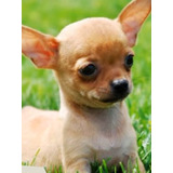 Chihuahua Hermosa 