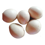 Semillas De Huevos De Calabaza Ornamental Prosperidad