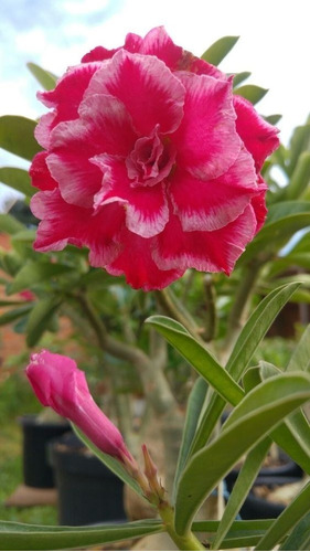  Adenium Rosa Del Desierto Dana