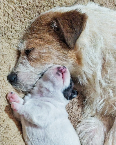 Jack Russell Cachorros 