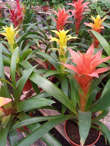 Planta Bromelia Guzmania   Ent. Gratis Caba Y Gba