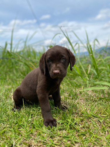 Cachorros Labrador Retriever Chocolate 