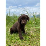 Cachorros Labrador Retriever Chocolate 