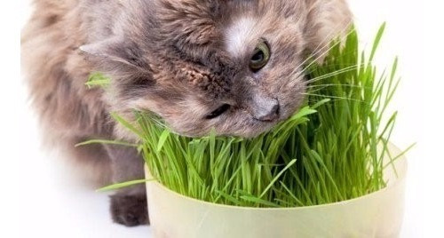 Semillas De Hierba Gatera Catnip Zootec