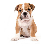 Cachorro Bulldog Ingles 10