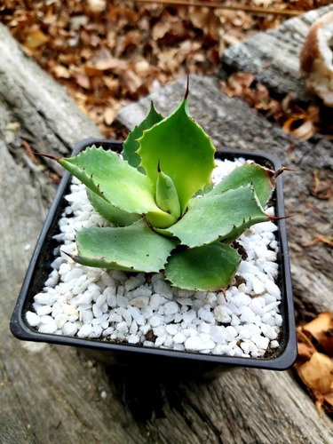 Agave Potatorum - Suculenta - Colección