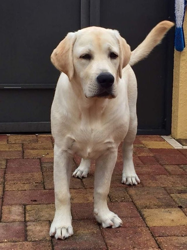 Labrador Retriever La Mejor Calidad En México N