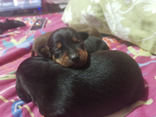 Cachorritos Pinscher Miniatura