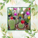 10 Semillas De Hermosa Suculenta Tipo Cactus