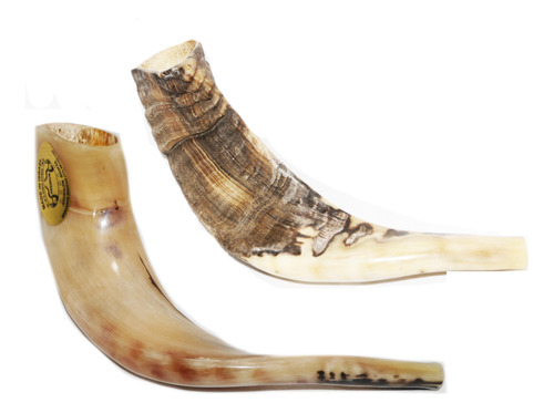 Shofar Chifre De Carneiro De Tocar - 34 A 37 Cm - De Israel