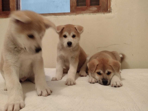 Perfeitos Filhotes Padrão Da Raça De Akita Inu Com Pedigree 