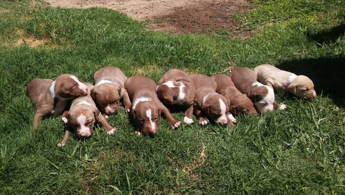 American Terrier Pit