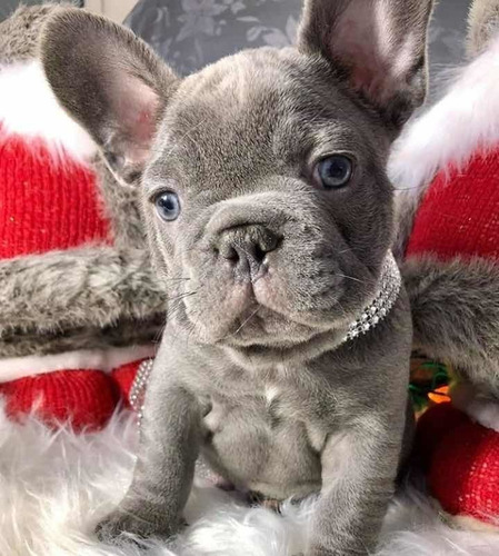 Bulldog Francés Gris