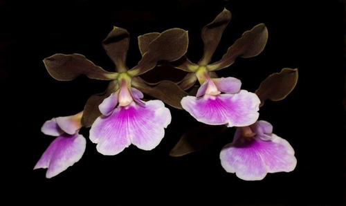 Orquidea  Encyclia Randii 