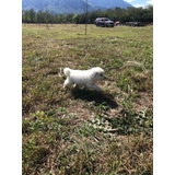 Cachorros Gigante De Los Pirineos Legítimos