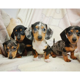 Salchis Minis. Arlequin Tekel. Dachshund. Soñado!!