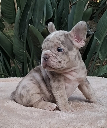 Cachorro Francés Merle Bogotá, Cali, Animal Pets Colombia 