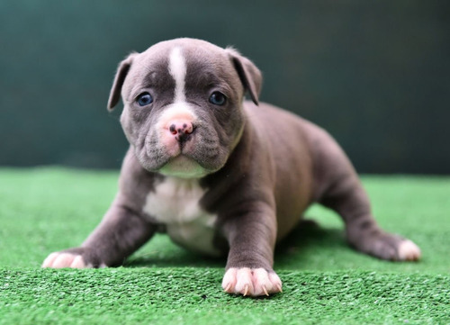 Cachorros Medellin Bully Bogota Cali Perros