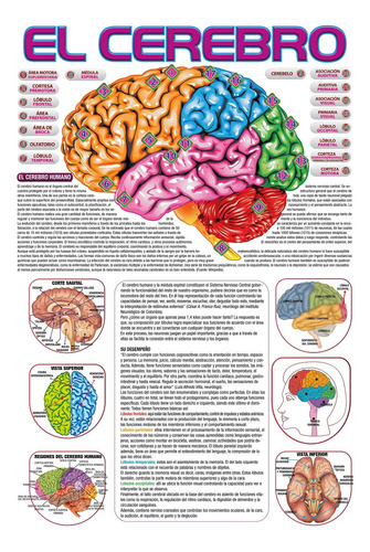 Posters El Cerebro