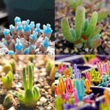 Semillas De Lithops Conejo Suculenta Mix Colores