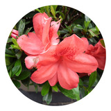 5 Mudas Adultas De Azaléia Rhododendron - Cerca Viva / Vaso