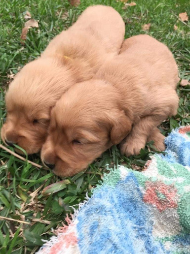 Soñados Cachorros Golden Retriever Inscritos Kennel Club