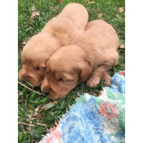 Soñados Cachorros Golden Retriever Inscritos Kennel Club