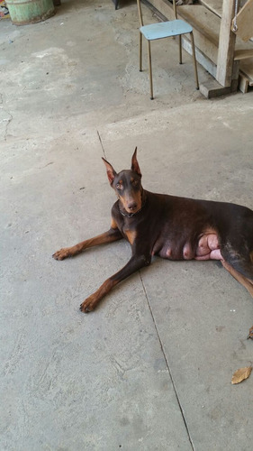 Doberman A Pronta Entrega 