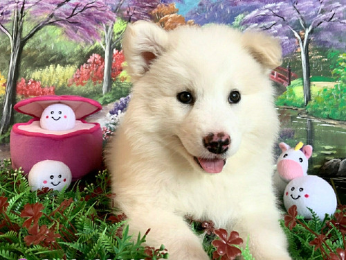 Lindos Samoyedo Disponibles Entrega Inmediata,de Rk Puppies!