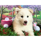 Lindos Samoyedo Disponibles Entrega Inmediata,de Rk Puppies!