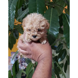 Cachorritas French Poodle Tacita De Te