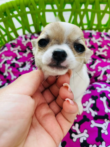 Chihuahua Pelo Curto Lindas Femeas Disponíveis 