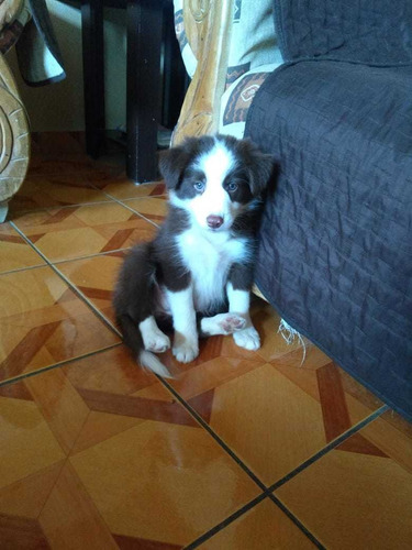 Cachorros Border Collie