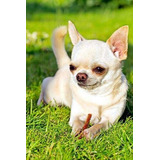 Cachorro Chihuahua Blanco Cabeza De Manzana 027